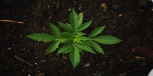 Teollisuushamppu Suomessa – Cannabis Sativa