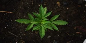 Teollisuushamppu Suomessa – Cannabis Sativa