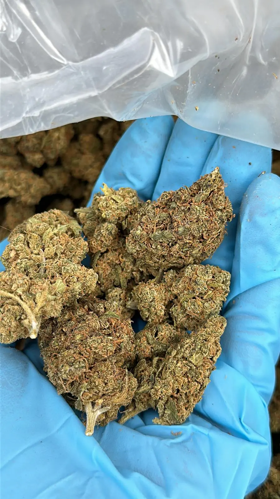 Blueberry Indoor