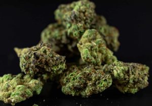 THCA Suomessa 2025